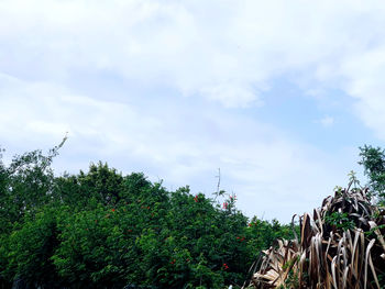 Low angle view of trees against sky