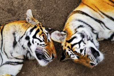 Close-up of tigers lying on ground