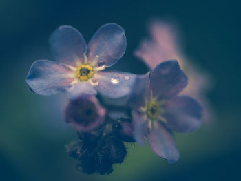 Close-up of purple flowering plant