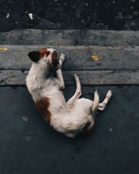 High angle view of dog on ground