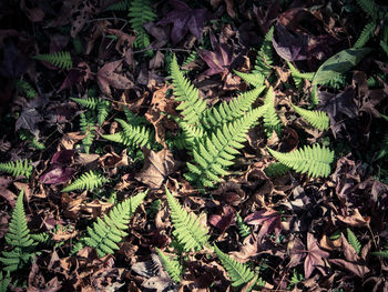 High angle view of plant growing on field