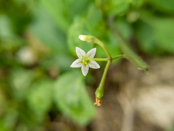 Close-up of white flowering plant