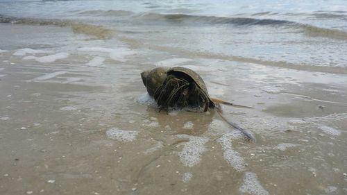 View of an animal in water