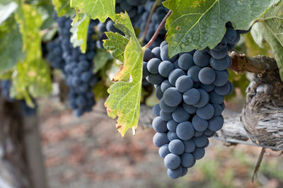 Close-up of grapes growing in vineyard