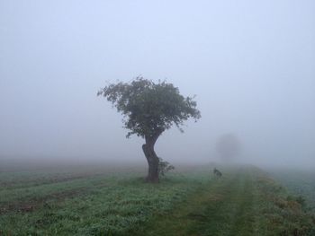 Scenic view of field in foggy weather