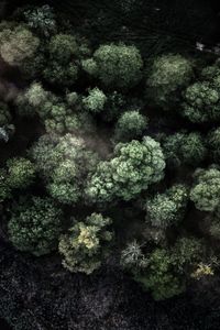 Full frame shot of plants