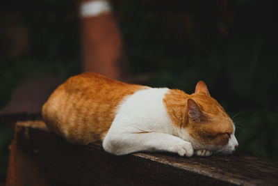 Cat sleeping on wood