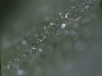 Close-up of water drops on plant