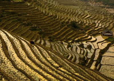 High angle view of agricultural field