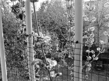 Plants growing by metal fence