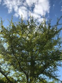 Low angle view of tree against sky