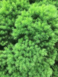 Full frame shot of plants