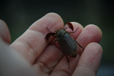 Close-up of human hand holding small