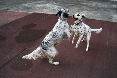 Dogs playing in the park