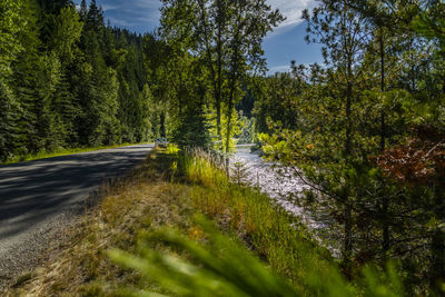 Road amidst trees in forest against sky