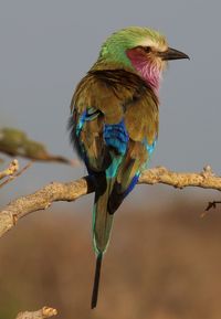 Close-up of bird perching on tree