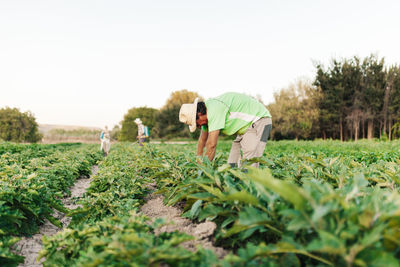 Young man wearing hat working amidst plants in farm