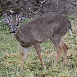 animal