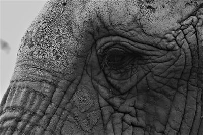 Close-up of elephant