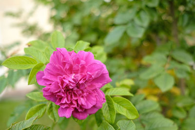 flowering plant