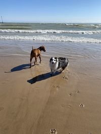 Dogs on beach