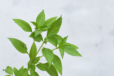 Low angle view of leaves against sky