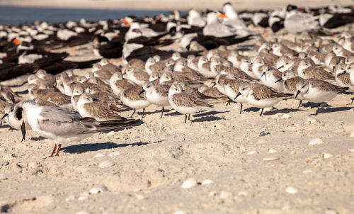 Cluster of black bellied plovers pluvialis squatarola birds on the white sands of clam pass 