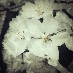 Close-up of white flowers