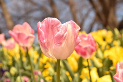 Close-up of pink tulip