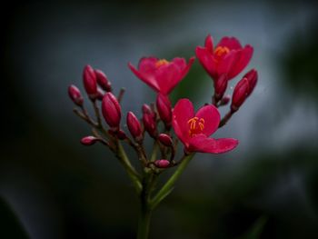 Close-up of pink flowering plant