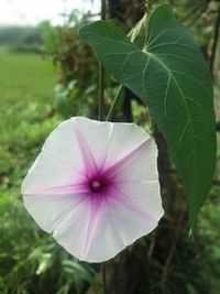 Close-up of pink flower