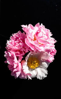 Close-up of flowers over black background