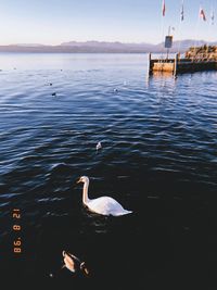 Swan swimming in lake