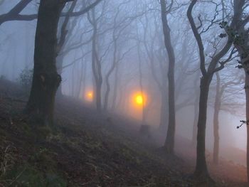 Trees in forest against sky