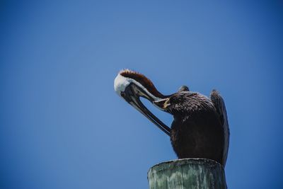 Low angle view of pelican perching 