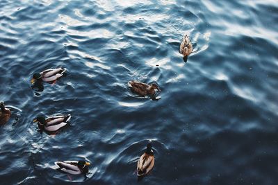 High angle view of birds swimming in lake