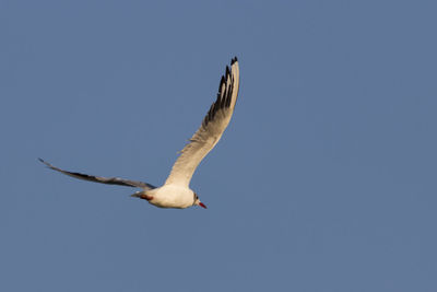 Low angle view of seagull flying against clear blue sky