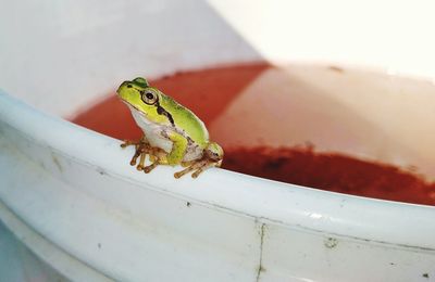 Close-up of frog on bucket