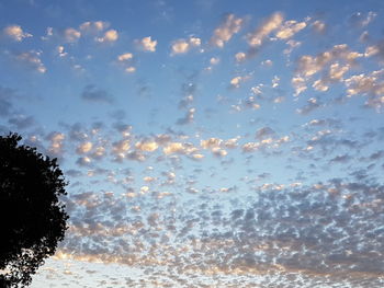 Low angle view of trees against blue sky