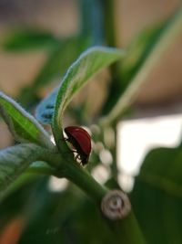 Close-up of insect on leaf