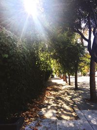 Road passing through forest