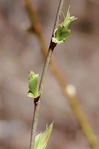 Close-up of green plant