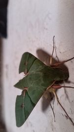 Close-up of insect on leaf