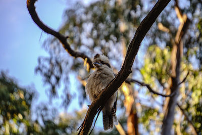 Low angle view of bird perching on branch