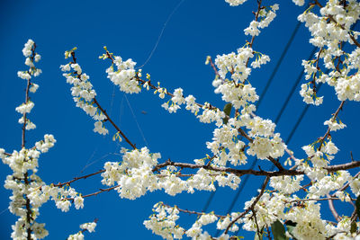 Low angle view of cherry blossoms against blue sky