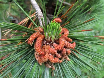 Close-up of pine cones on tree