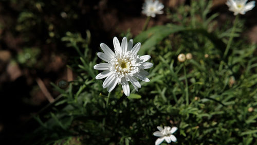 Close-up of white flowering plant