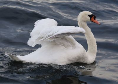 Swan swimming on lake ontario