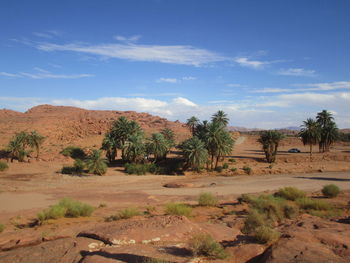 Trees on field against sky