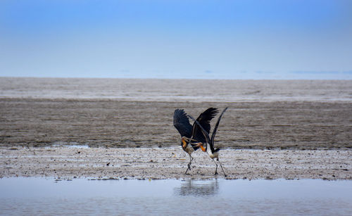 View of bird on beach against sky